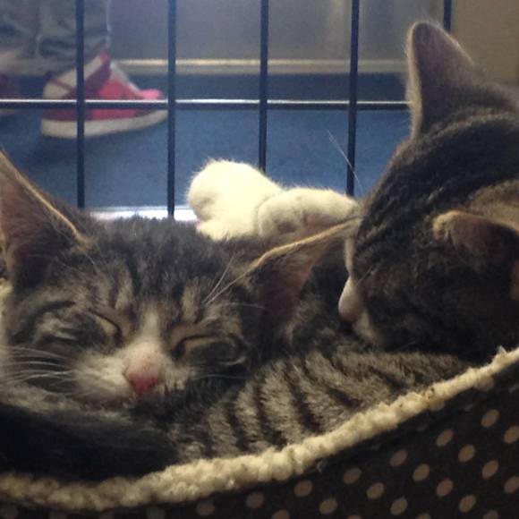 Meet your Posher, Nancy - Picture 1 of 1